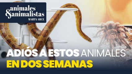 La lista de mascotas que el Gobierno te quitará en dos semanas