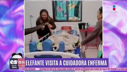 Tierno Encuentro: Elefante Visitando a su Cuidadora Enferma 🐘