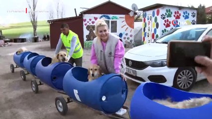 Engelli köpekleri varilden yapılan trenle gezdiren hayvansever yürekleri ısıttı