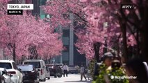 Cherry blossoms bloom early in Tokyo
