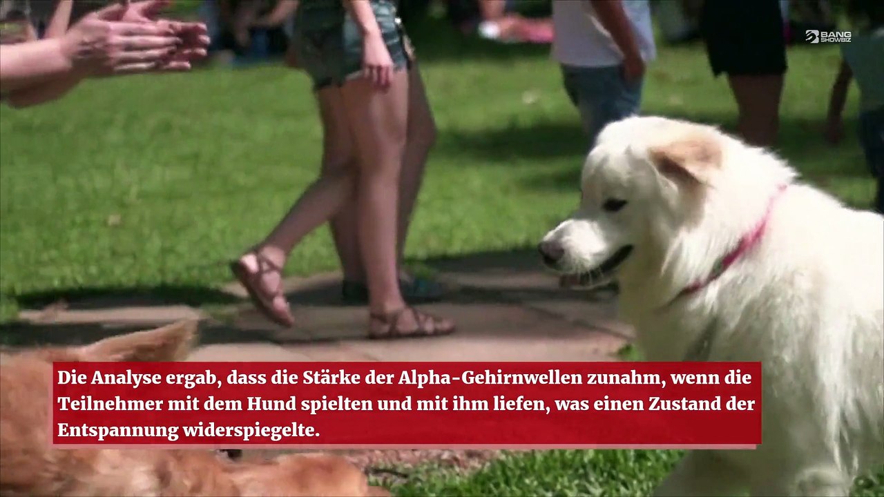 Zeit mit Hunden zu verbringen, lindert Stress und Ängste