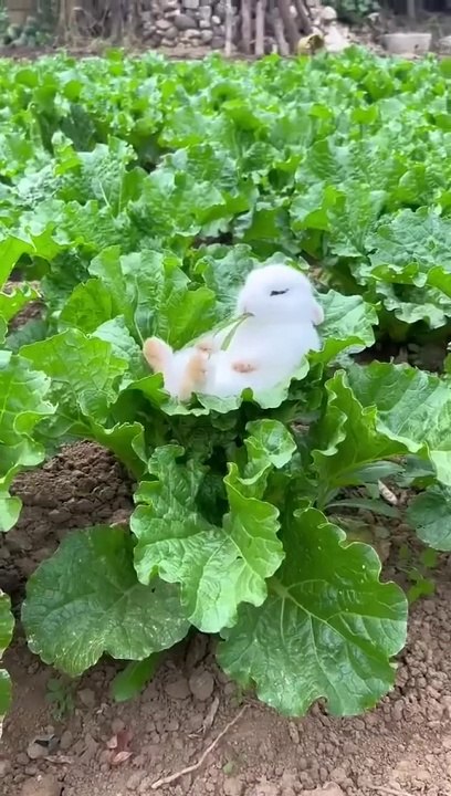 The_little_rabbit_fell_asleep_while_eating_vegetable