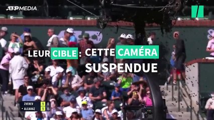 Tennis : le match Alcaraz-Zverev interrompu par une invasion d’abeilles, les images sont impressionnantes
