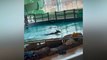Deer goes for a swim at leisure centre