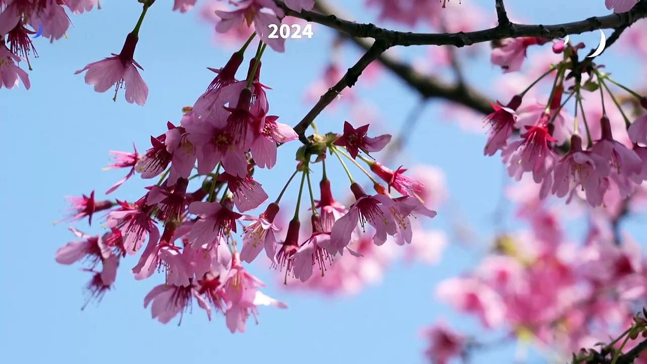 Les cerisiers en fleurs ont de l'avance dans les rues de Tokyo