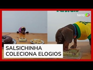 Cãozinho ganha festas temáticas de mêsversário e viraliza nas rede sociais