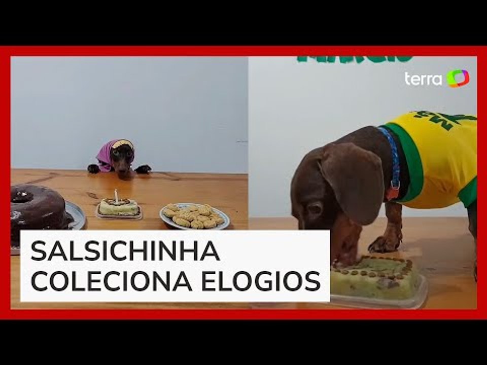 Cãozinho ganha festas temáticas de mêsversário e viraliza nas rede sociais