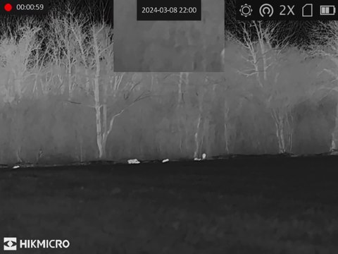 Sangliers bois de Bastard (1)