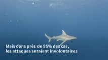 En Floride, des chercheurs veulent redorer l'image du requin