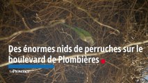 Des énormes nids de perruches sur le boulevard de Plombières