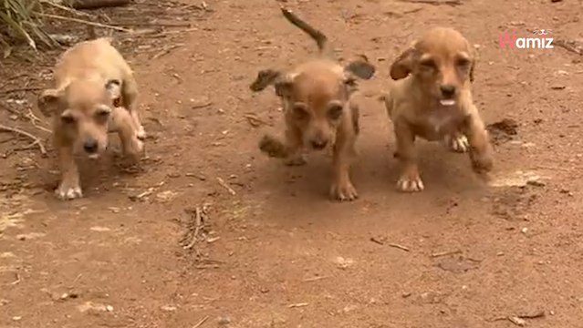 Les buissons se mettent à remuer étrangement à son passage : elle sait qu'elle doit agir de toute urgence (vidéo)