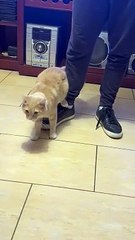 Parkouring Cat Does Flip and Grabs Leg Upside Down