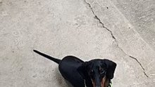 talented sausage dog 