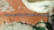 Pinakamahal na laway ng ibon sa buong mundo
