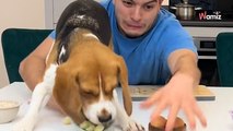 Il veut cuisiner avec ses chiens : cela se passe comme prévu... dans un véritable chaos ! (vidéo)