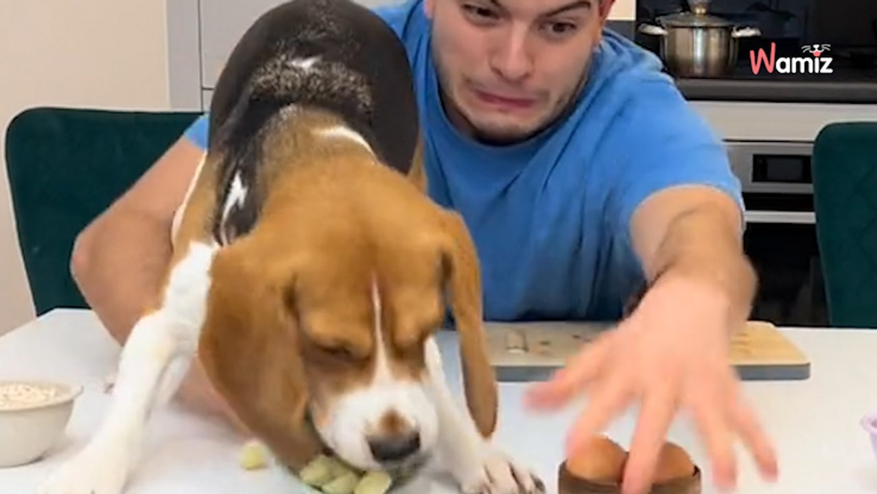 Il veut cuisiner avec ses chiens : cela se pass...