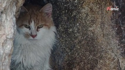 « C'est la dernière chose dont j'ai besoin » : un randonneur fait une rencontre imprévue dans une grotte en plein désert (vidéo)