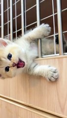 Cute Cats _ Funny Cats  #cats #shorts #viral #pets #mmvcats