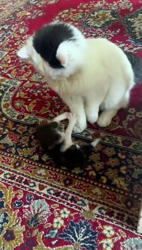 Cute Cats _ Funny Cats #cats #shorts #viral #pets #mmvcats