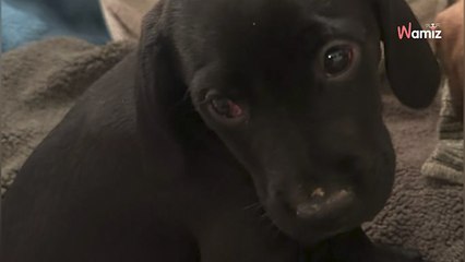 Var : ils pensent confier un chiot à une bonne famille et découvrent que l'animal est frappé à coups de marteau