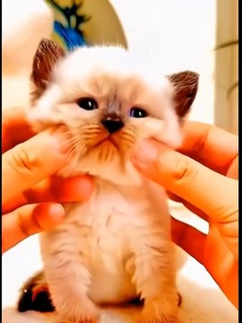 Cute Cats _ Funny Cats #cats #shorts #viral #pets #mmvcats