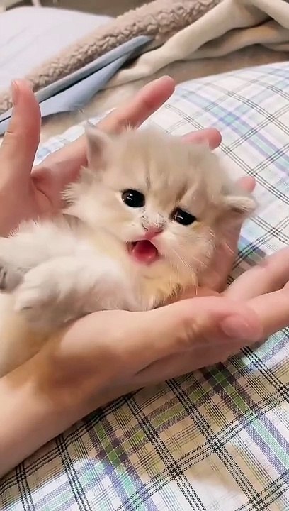 Cute Cats _ Funny Cats  #cats #shorts #viral #pets #mmvcats