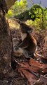 Il koala veglia un suo simile morto: in Australia una scena che commuove l'associazione di tutela animali
