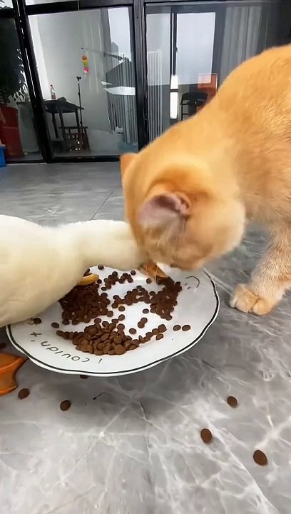 Cute Cats _ Funny Cats  #cats #shorts #viral #pets #mmvcats