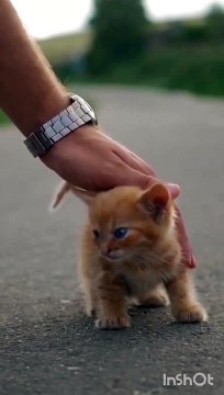 #cat #kucing #kucinglucu #cute #kitten #catlover #comedy #funny #viral #challenge