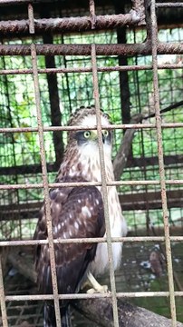 GUESS WHAT ANIMAL IS THIS