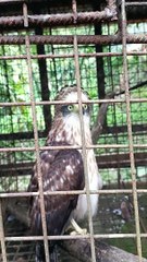 GUESS WHAT ANIMAL IS THIS