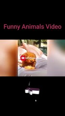 The Funniest Fails and Bloopers (Try Not to Laugh Challenge) part-41
