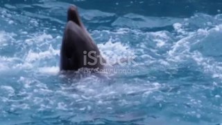 _A dolphin funny dance video