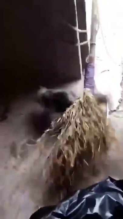 Cat vs. Crab