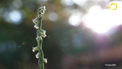 Demain Onex; Une orchidée locale