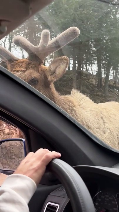 Young Elk Inspects Car