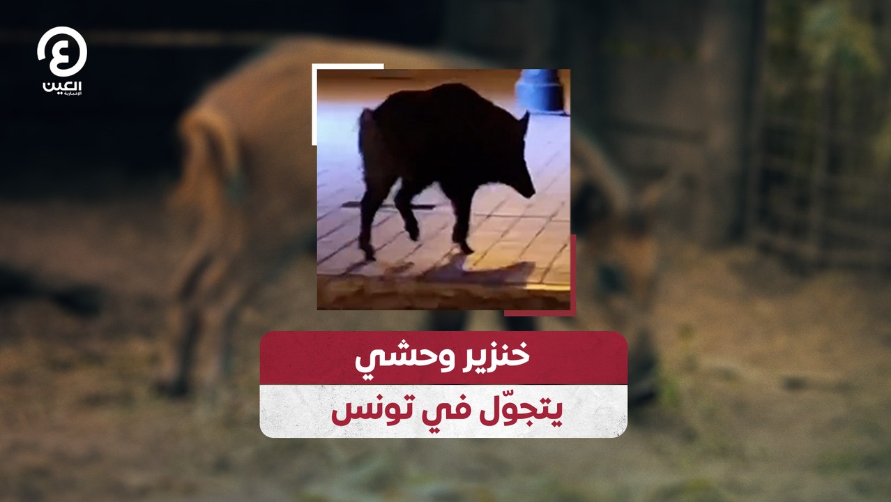 خنزير وحشي يتجوّل في تونس
