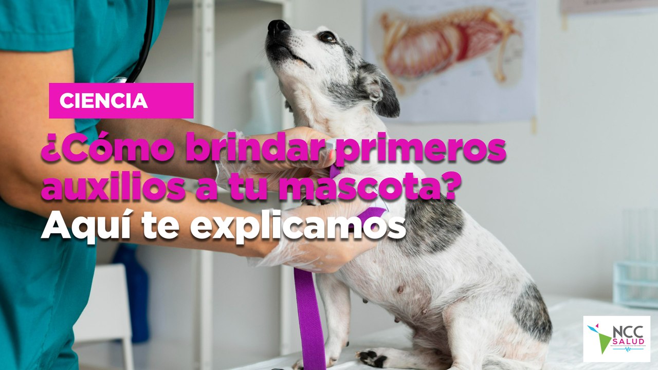 Cómo brindar primeros auxilios a tu mascota? Aquí te explicamos