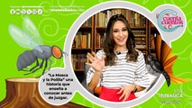 Cuenta Cuentos: La Mosca y la Polilla