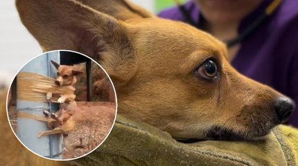 ¿Qué pasó con el perrito amarrado a un poste en Barrancabermeja?