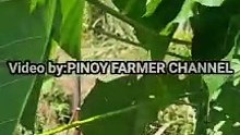 lunas sa paralisadong katawan