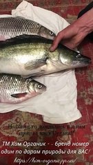 Finally, the glimpses of Spring arrived after March 8 and began to please the Pike-perch with a bit of a bite!