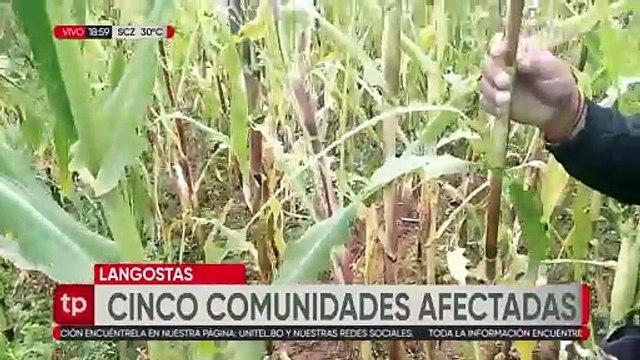 Alrededor de 10 comunidades en Cochabamba enfrentan una plaga de langostas en cultivos