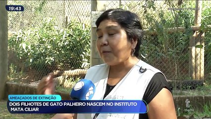 Saiba como é o tratamento das nove espécies de felinos que fazem parte dos projetos de conservação da Mata Ciliar