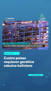 Cuatro países requieren genética cebuina boliviana
