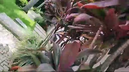 Homem que praticava golpe no Lago Norte é preso pela PCDF