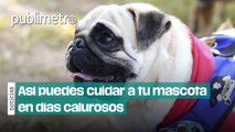 Cuida a tu perro en días calurosos: Evita raparlo y protege sus almohadillas del asfalto caliente