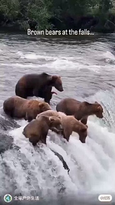 Brown Bear 