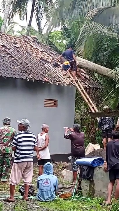 Pohon tumbang3
