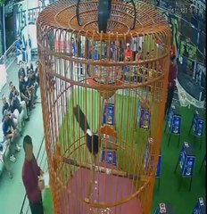 Murai batu SCORPION juara 4 Mr.sayuti Reni jaya